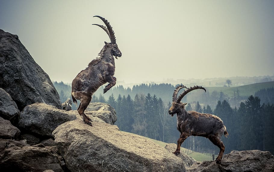 Saanp ka shikaari paharri bakra markhor