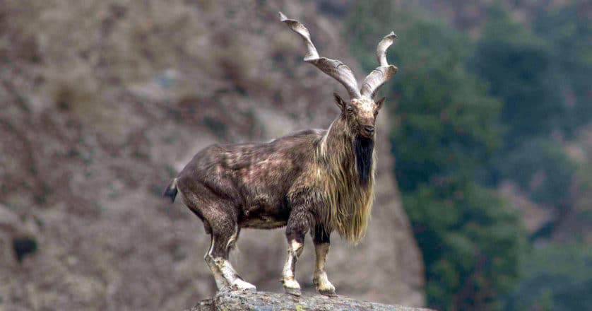 Saanp ka shikaari paharri bakra markhor